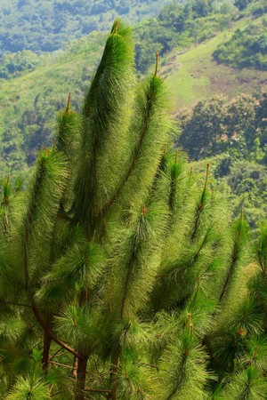 Pine in the winter.の写真素材