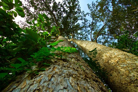 Huge tree with 100 years of age.の写真素材