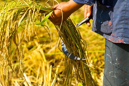 Harvest rice by hand and tools from the Wisdom.の写真素材