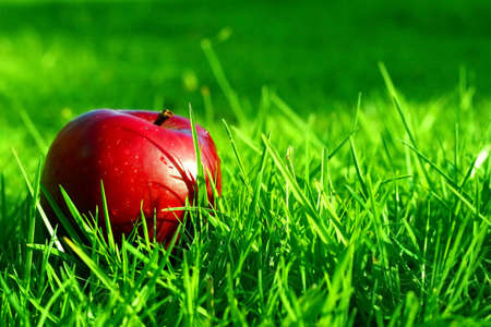 Red Apple on the green grassの写真素材