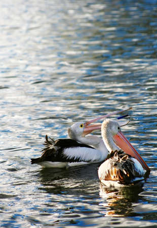 A Pair of Pelicanの写真素材