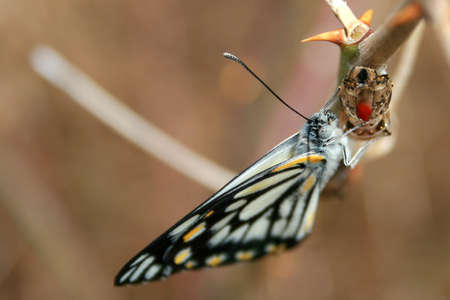 Butterfly の写真素材