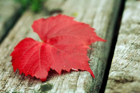 Red Vine leaf on the bench