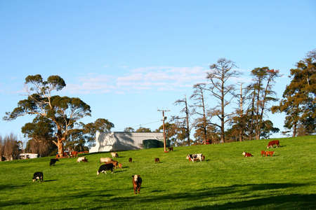 Cow farm with green fieldの写真素材