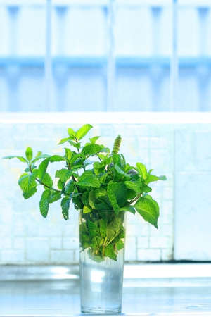 Peppermint with Blue Backgroundの写真素材