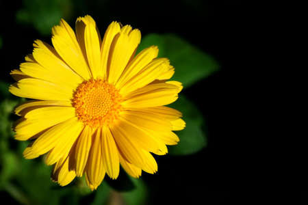 Yellow Calendula with dark backgroundの写真素材