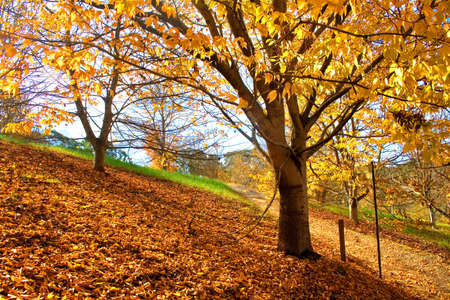 Autumn Yellow Tree and the ground fully covered with dried leaves の写真素材