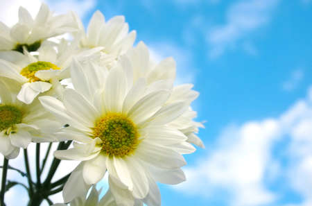 White Daisy On Cloud Blue Sky Background の写真素材