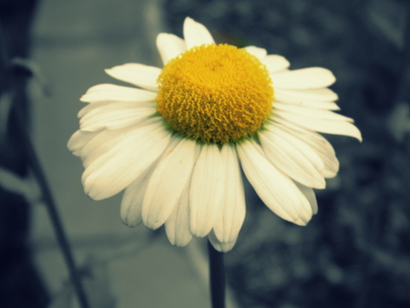 Daisyの写真素材