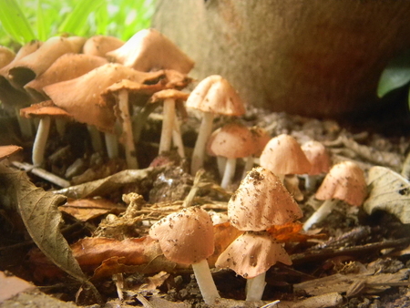 mushroomsの写真素材