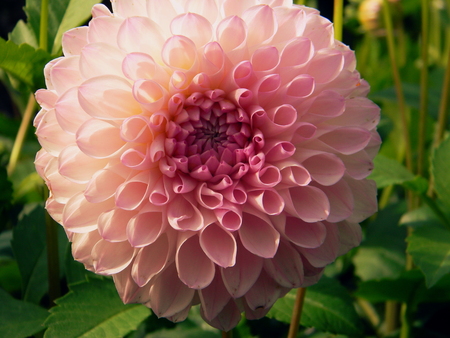 pink flowerの写真素材