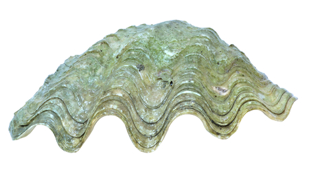 Oyster shell isolated on white background