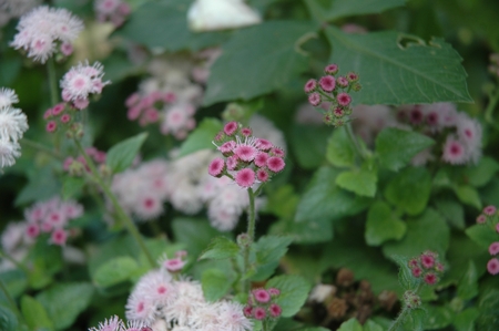 Macrophoto many small pink flowers on blur green background