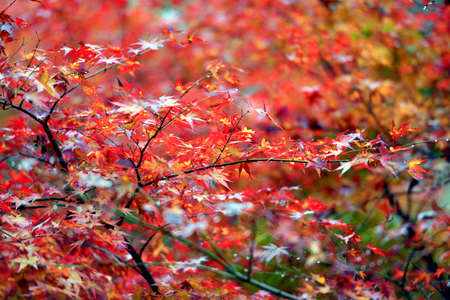 Autumn colors in Japan