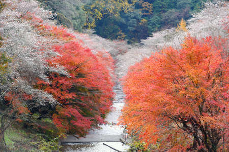 Autumn leaves at obara in japanの写真素材