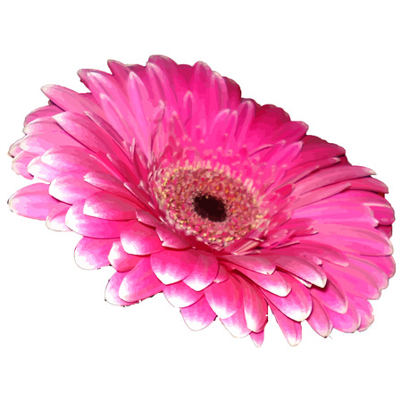 flower on a transparent backgroundのイラスト素材