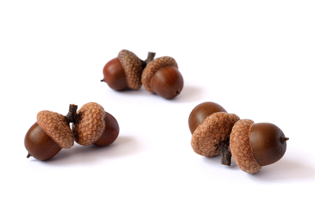 Acorns on a white backgroundの写真素材