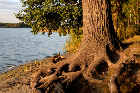 Tree with exposed roots by the riverの写真素材