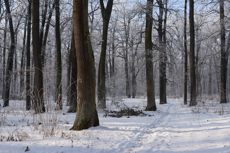 Winter day in the forest, frost and hazeの写真素材