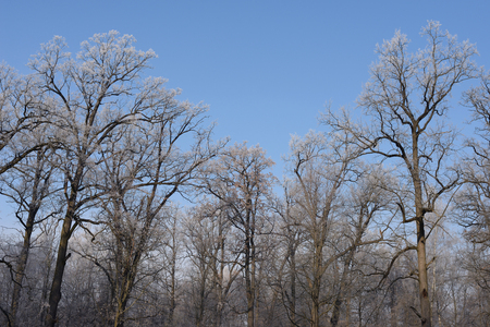 Frost on the branches and trunks of oakの写真素材