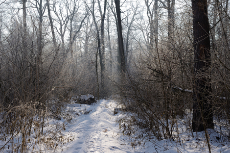 Winter day in the forest, frost and hazeの写真素材