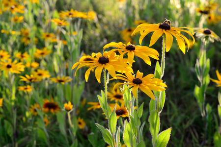 Rudbeckia yellow flowers bloom in the meadowの写真素材