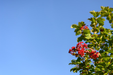 Viburnum bush on a background of blue skyの写真素材