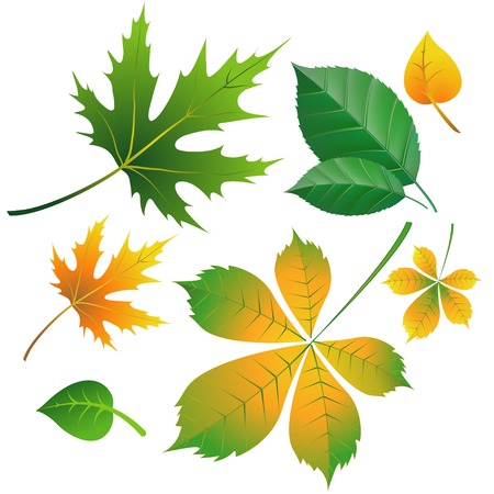 Collection set of  beautiful colourful autumn leaves isolated on white backgroundのイラスト素材