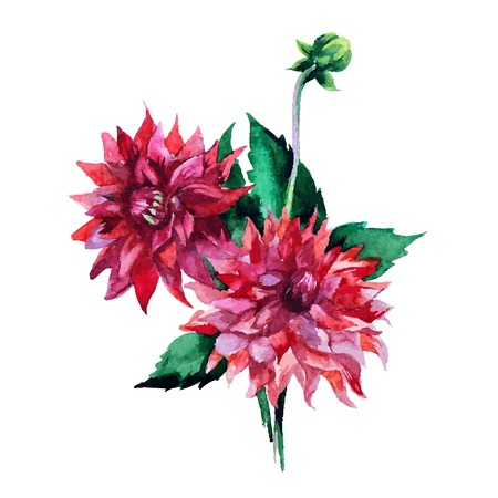 Red Dahlias Bouquetのイラスト素材
