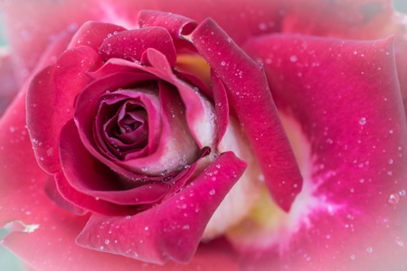Beautiful pink rose closeupの写真素材