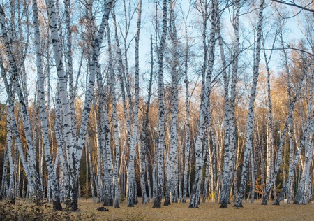 Autumn Birches Warm sunset light on autumn birch treesの写真素材