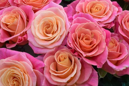 Pink roses for love backgroundの写真素材