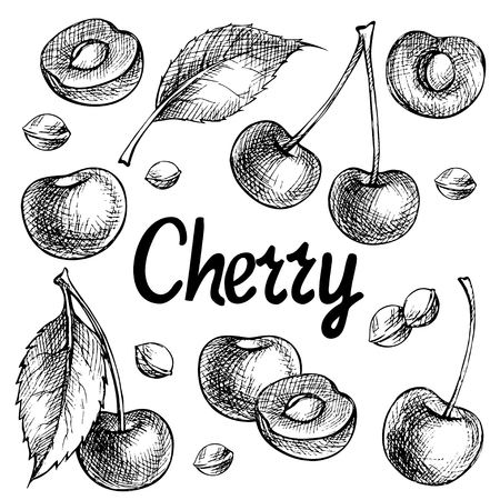Cherry vector drawing set. Isolated hand drawn berry on white background. Summer fruit engraved style illustration. Detailed vegetarian food. Great for label, poster, printのイラスト素材