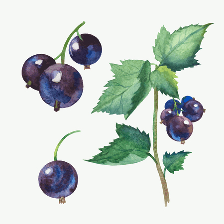 Hand draw watercolor vector black currant.のイラスト素材