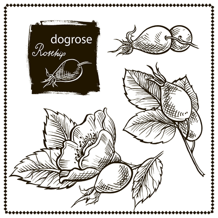 Canine Hip Dog Rose Hand Drawn Botanical Sketch Vector Illustration Black on White Background setのイラスト素材