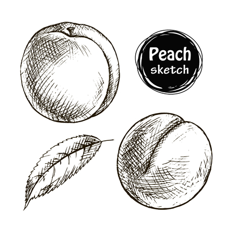 Sketch of the whole peach. Hand drawn vector illustration. Fruit collection.のイラスト素材