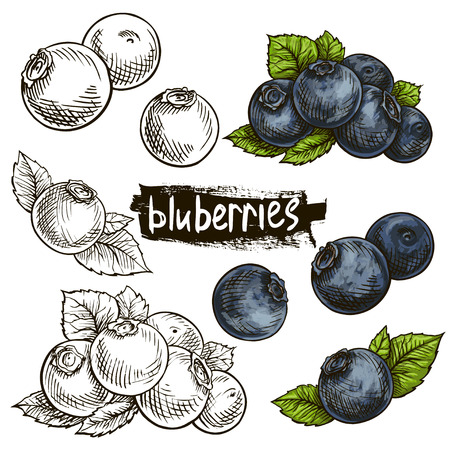 Blueberries. Hand drawn illustration. Wild berries set.のイラスト素材