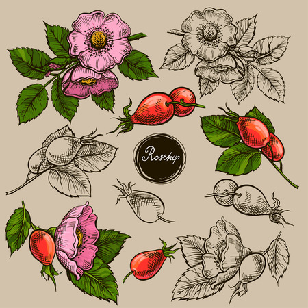 Rosehip set with berries and leaves.Handrawn sketchy design, vector graphic illustrationのイラスト素材