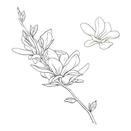 Sketch of spring flowers. Magnolia isolated on white background. Vector illustrationのイラスト素材