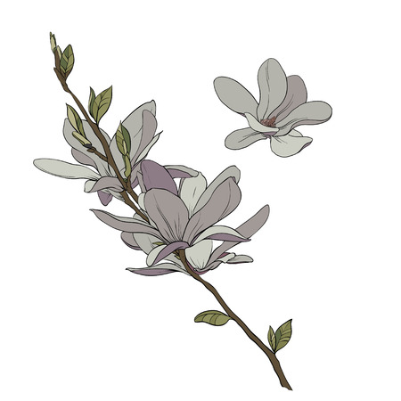 Color drawing of a branch of magnolia with flowers and leaves. Vector isolated on background.のイラスト素材