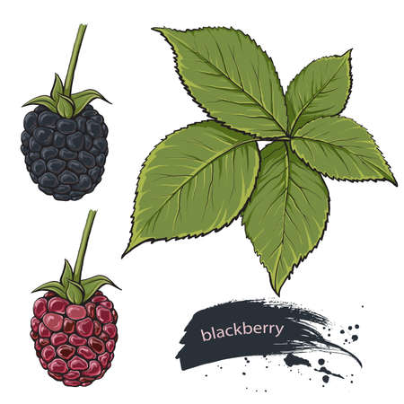 Blackberry. Sweet fruit. Forest berry, icons set. Realistic illustrationのイラスト素材