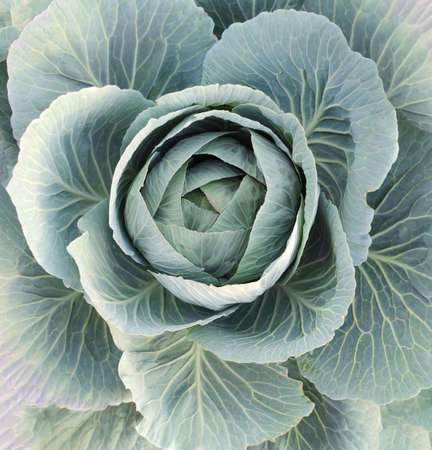 White cabbage head in a field