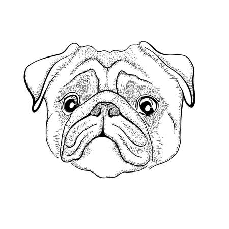 Vector illustration of pug dog head isolated on white backgroundのイラスト素材