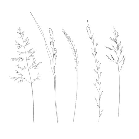 Set of hand drawn wildflowers and herbs. Vector illustration Botanical elements isolated on white. Wedding invitation, greeting, card, printのイラスト素材