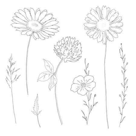 Set of hand drawn wildflowers and herbs. Vector illustration Botanical elements isolated on white. Wedding invitation, greeting, card, printのイラスト素材