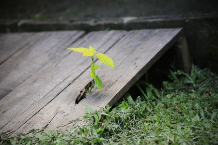 In my home garden.It's the plant that growing in the chasm of bridge.の写真素材