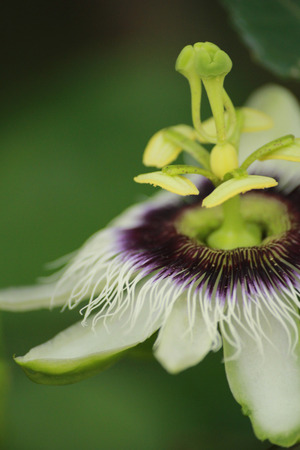 The flower of passionfruit is blooming.It has violet and white colour.の写真素材