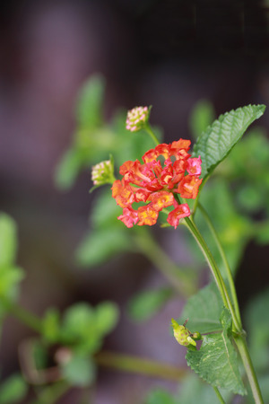 The branch of  lantana flower.It is the red bunch.の写真素材