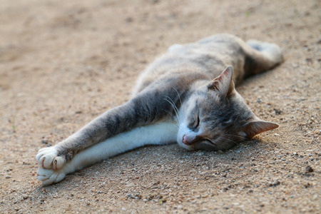 The cat laying down look so happiness.の写真素材