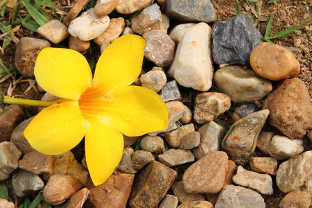 The flower allamanda has fallen on pebbles.の写真素材